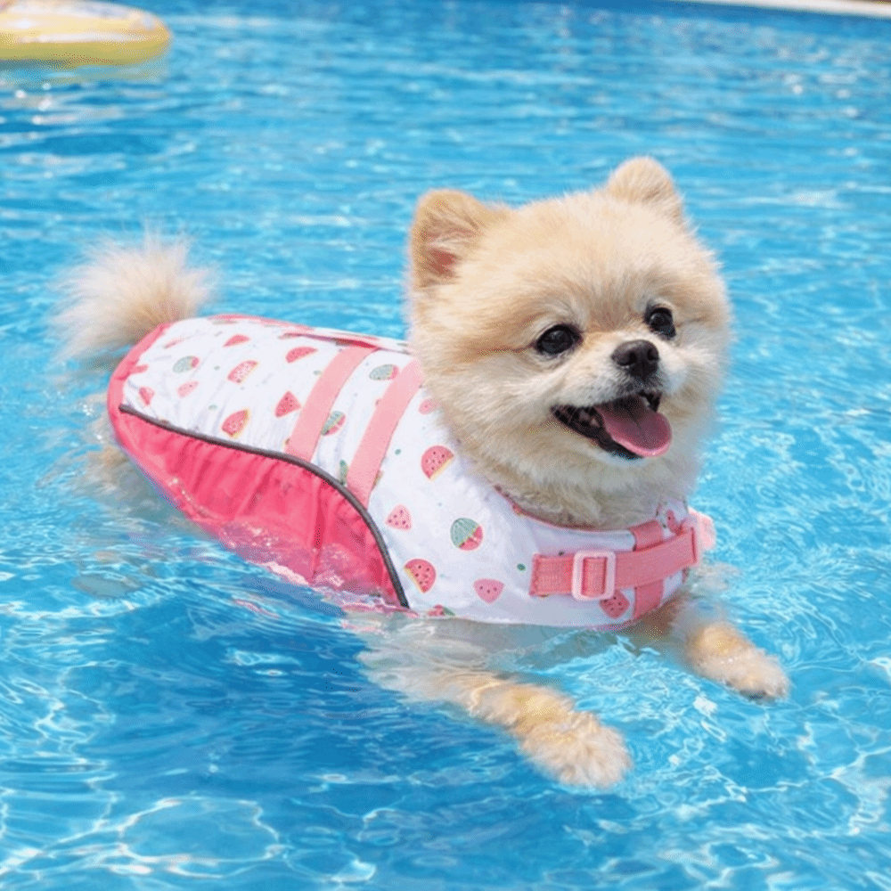 Adjustable Dog Life Jacket Hig - Life Jacket Buoyancy ulasan dan harga